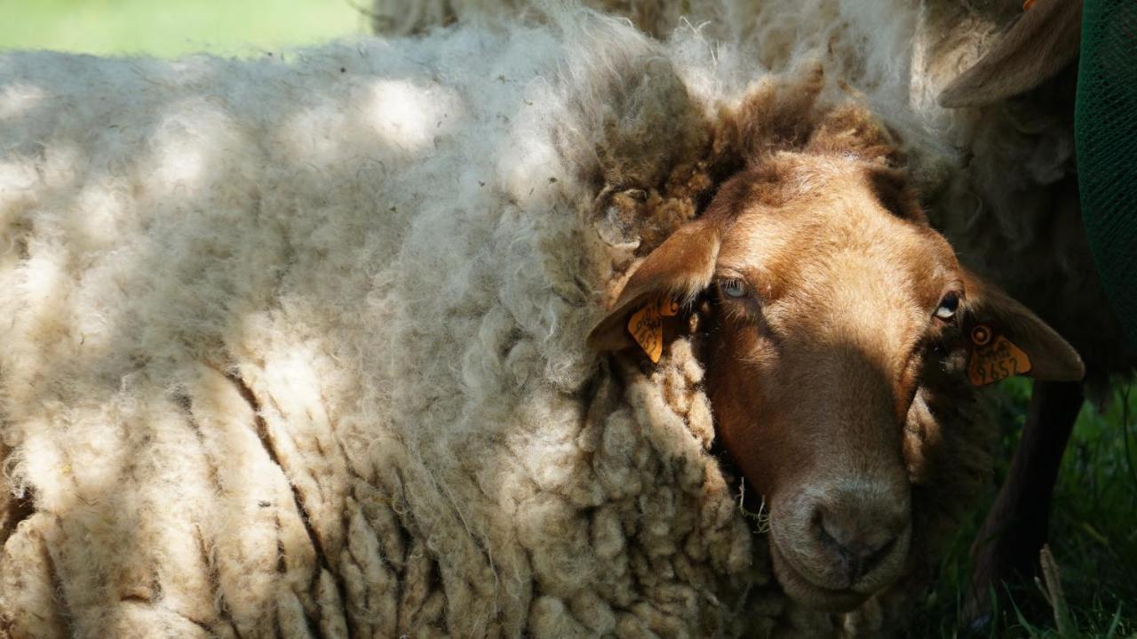 Gite De Terre Et De Charme Hamoir Bagian luar foto